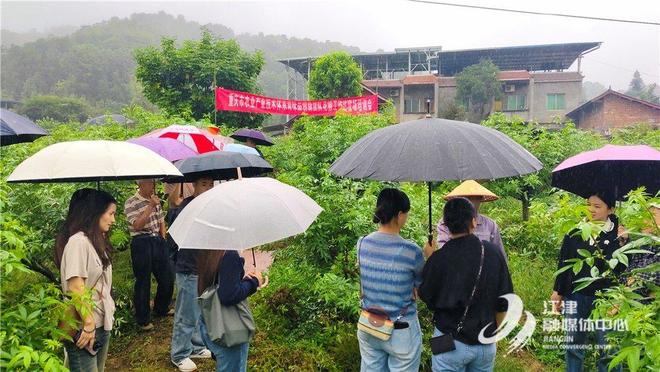 ！江津创新采收技术让花椒更麻更值钱PG麻